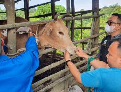 Ternak Sehat, Peternak Sejahtera: Lamtim Siapkan 35.000 Dosis Vaksin PMK