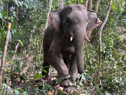 Pedagang Cilok di Lampung Timur Diserang Gajah Liar Saat Hendak Memancing